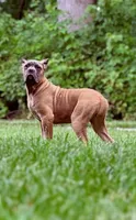 Molly, a female Cane Corso for sale in Oxford, PA – 5 of 9