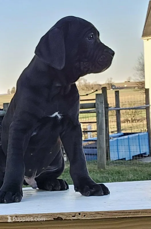 Alex – Cane Corso puppy for sale in Oxford, PA