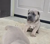 Taylor, a female Cane Corso for sale in Oxford, PA – 3 of 7