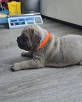 Mario, a female Cane Corso for sale in Oxford, PA – Photo 2 of 6