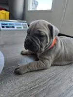 Mario, a female Cane Corso for sale in Oxford, PA – Photo 6 of 6