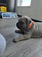 Mario, a female Cane Corso for sale in Oxford, PA – Photo 4 of 6