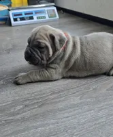 Mario, a female Cane Corso for sale in Oxford, PA – Photo 1 of 6