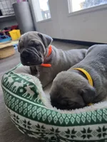 Mario, a female Cane Corso for sale in Oxford, PA – Photo 5 of 6