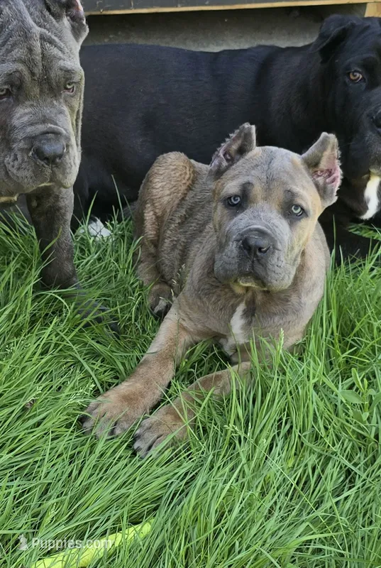 Paul – Cane Corso puppy for sale in Oxford, PA