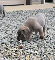 Tate, a female Cane Corso for sale in Oxford, PA – 3 of 9