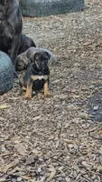 Pepper, a male Cane Corso for sale in Oxford, PA – 7 of 9