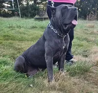 Rosie, a female Cane Corso for sale in Oxford, PA – Photo 5 of 10
