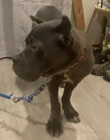 Rosie, a female Cane Corso for sale in Oxford, PA – Photo 10 of 10