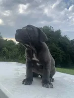 Rosie, a female Cane Corso for sale in Oxford, PA – Photo 3 of 10