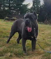 Rosie, a female Cane Corso for sale in Oxford, PA – Photo 2 of 10
