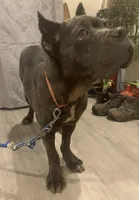 Rosie, a female Cane Corso for sale in Oxford, PA – Photo 7 of 10