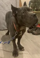 Rosie, a female Cane Corso for sale in Oxford, PA – Photo 8 of 10