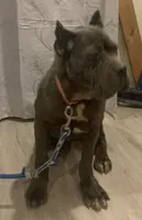 Rosie, a female Cane Corso for sale in Oxford, PA – Photo 9 of 10