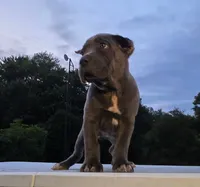Rosie, a female Cane Corso for sale in Oxford, PA – Photo 4 of 10