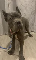 Rosie, a female Cane Corso for sale in Oxford, PA – Photo 1 of 10