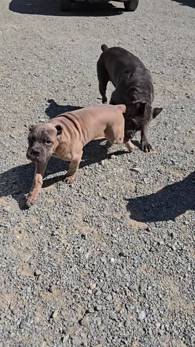 Molly, a female Cane Corso for sale in Oxford, PA – 7 of 9