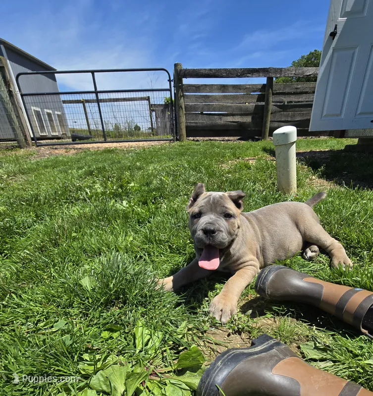 Paul – Cane Corso puppy for sale in Oxford, PA