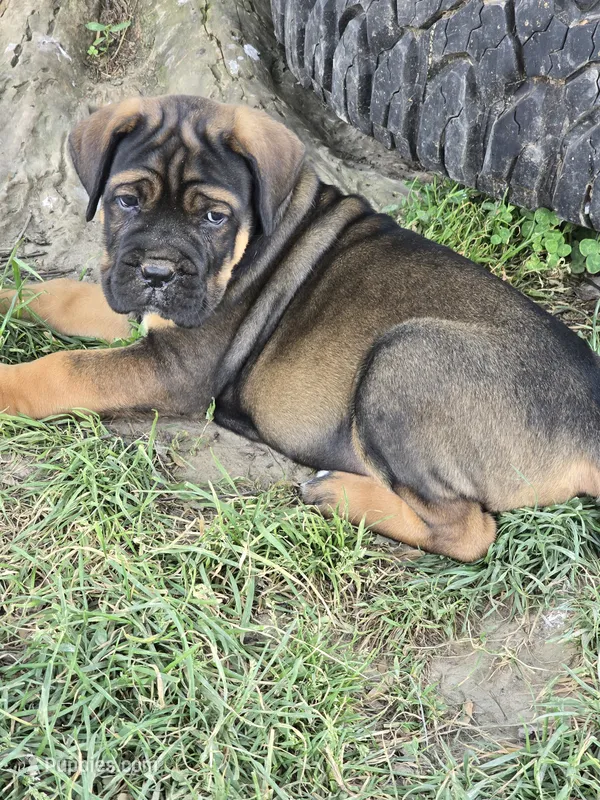 Pepper – Cane Corso puppy for sale in Oxford, PA