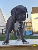 Ava, a female Cane Corso for sale in Oxford, PA – Photo 1 of 4