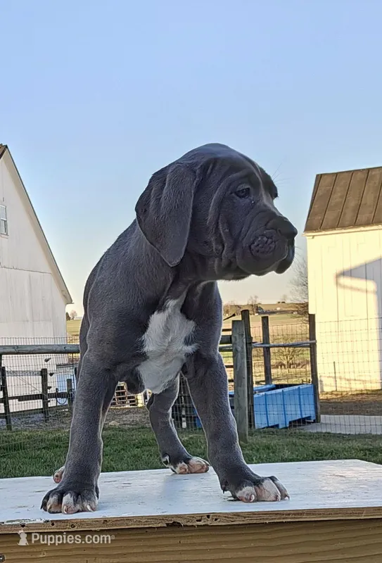 Ava – Cane Corso puppy for sale in Oxford, PA