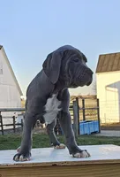 Ava, a female Cane Corso for sale in Oxford, PA – Photo 2 of 4