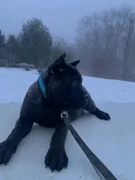 Ty, a male Cane Corso for sale in Oxford, PA – Photo 1 of 8