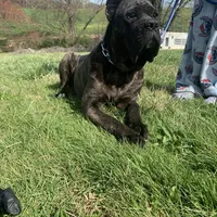 Ty, a male Cane Corso for sale in Oxford, PA – Photo 2 of 8