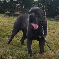 Ty, a male Cane Corso for sale in Oxford, PA – Photo 4 of 8