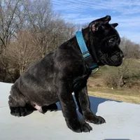 Ty, a male Cane Corso for sale in Oxford, PA – Photo 8 of 8