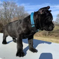 Ty, a male Cane Corso for sale in Oxford, PA – Photo 5 of 8