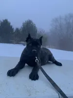 Ty, a male Cane Corso for sale in Oxford, PA – Photo 7 of 8