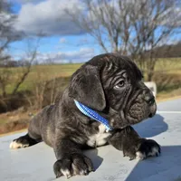 Ty, a male Cane Corso for sale in Oxford, PA – Photo 3 of 8