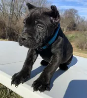 processed/9c8f5fce-64a8-496e-8445-cec928470b4f/listing/cca40366-cc6a-4729-91f9-9574f222785a/d1147ba4-1326-4d87-994f-abaa76f1e846