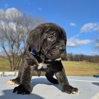 Ty, a male Cane Corso for sale in Oxford, PA – Photo 6 of 8