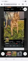 Molly, a female Cane Corso for sale in Oxford, PA – 3 of 4