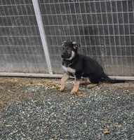 Blue collar, a male German Shepherd Dog for sale in Oxford, PA – Photo 1 of 3