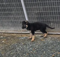 Blue collar, a male German Shepherd Dog for sale in Oxford, PA – Photo 2 of 3