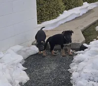 Blue collar, a male German Shepherd Dog for sale in Oxford, PA – Photo 3 of 3