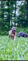 Martha, a female Cane Corso for sale in Oxford, PA – 8 of 10