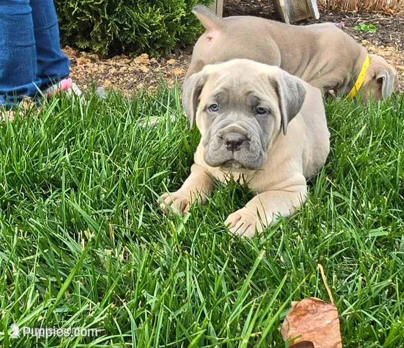 Taylor – Cane Corso puppy for sale in Oxford, PA