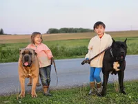 Taylor, a female Cane Corso for sale in Oxford, PA – 2 of 7