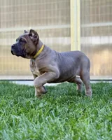 Martha, a female Cane Corso for sale in Oxford, PA – 6 of 10