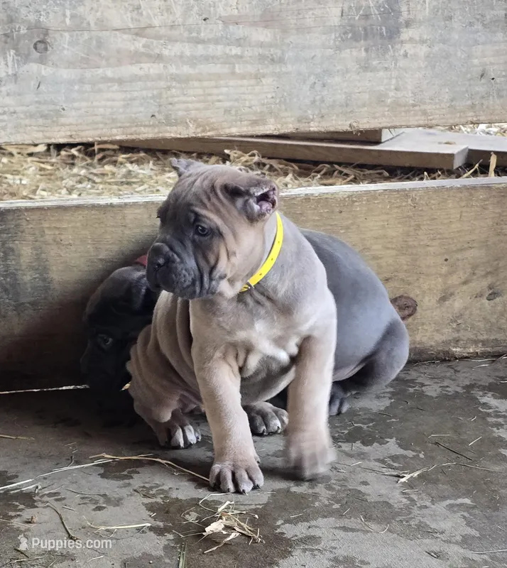 Martha – Cane Corso puppy for sale in Oxford, PA