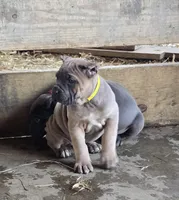 Martha, a female Cane Corso for sale in Oxford, PA – Photo 2 of 10