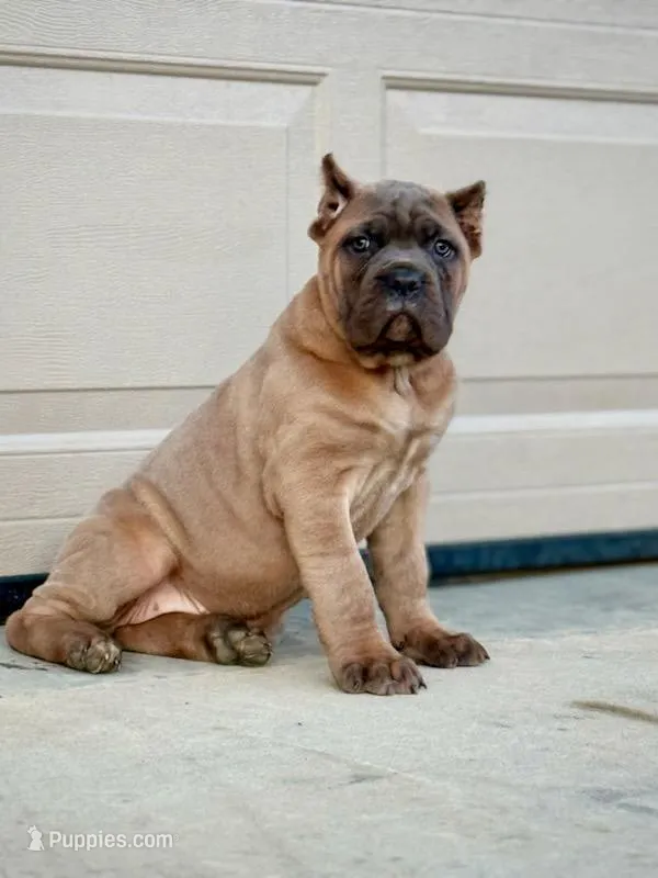 Martha, a female Cane Corso for sale in Oxford, PA – Photo 1 of 10