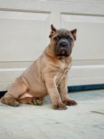 Martha, a female Cane Corso for sale in Oxford, PA – Photo 1 of 10