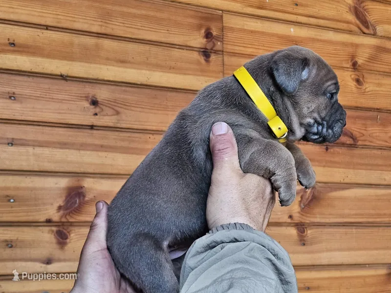 Martha, a female Cane Corso for sale in Oxford, PA – Photo 1 of 3