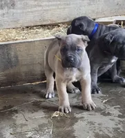 Martha, a female Cane Corso for sale in Oxford, PA – Photo 6 of 10