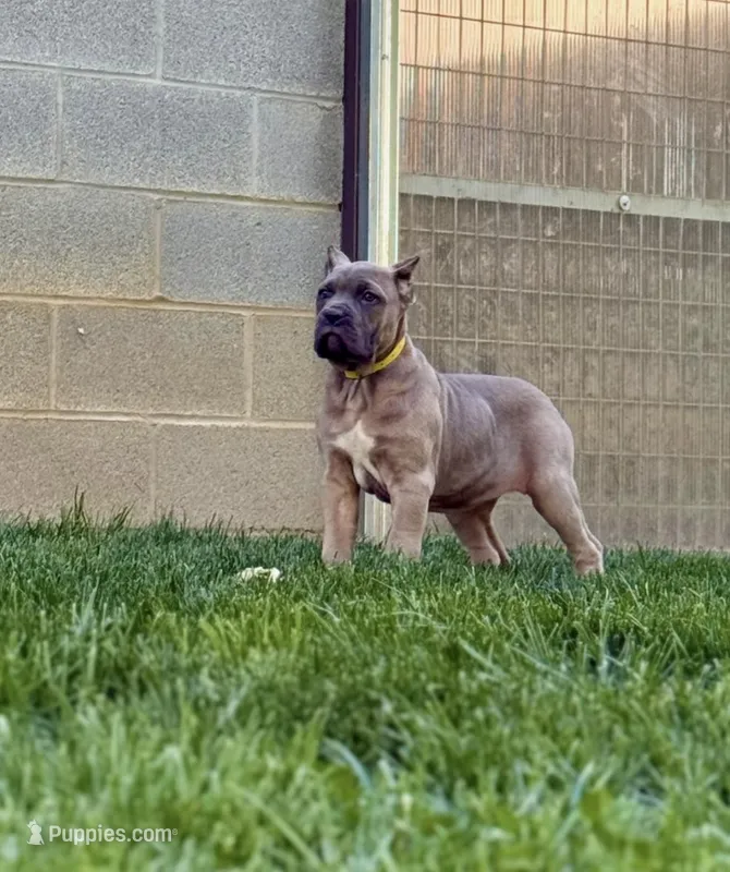 Martha – Cane Corso puppy for sale in Oxford, PA